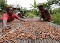 Nigeria exports 3,991 containers of cocoa beans