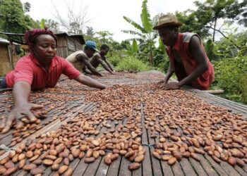 Nigeria exports 3,991 containers of cocoa beans