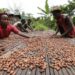 Nigeria exports 3,991 containers of cocoa beans