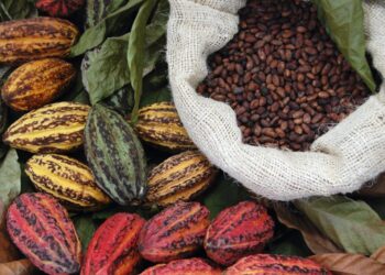 Nigeria exports 3,991 containers of cocoa beans