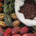 Nigeria exports 3,991 containers of cocoa beans