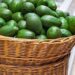 Nigeria moves to join world’s producers of Avocado