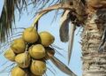 Lagos to produce one million coconut seedlings in 2022