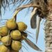 Lagos to produce one million coconut seedlings in 2022