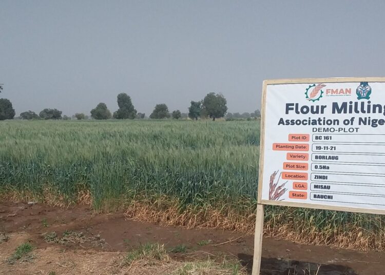 FMAN, CBN support 150,000 wheat farmers in 15 states