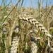 Flour millers to establish wheat procurement centres in 15 states