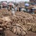 IITA hands over 6,952.2kg seed yam to GoSeed