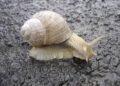 Snail farmers call for increased youth participation