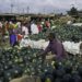 Food shortage: Nigeria bans foreigners from direct purchase of produce from farmers