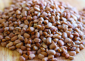 Genetically modified beans safe for consumption