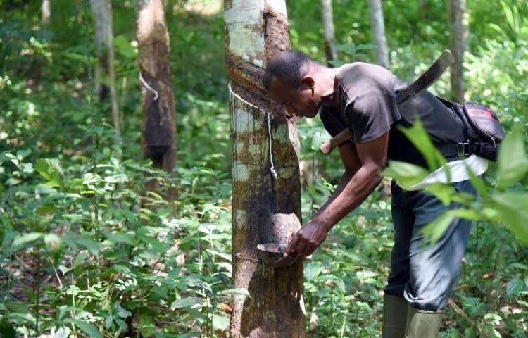 Rubber association seeks support of LASG for enhanced growth