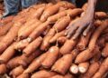 Farmers, AKILIMO poise to boost cassava production