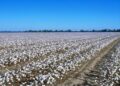 Nigeria seeks collaboration to resuscitate cotton industry