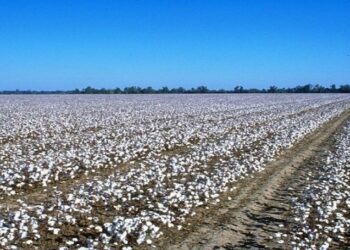 Nigeria seeks collaboration to resuscitate cotton industry