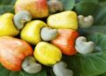 RMRDC, varsity collaborates on cashew juice processing