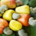 RMRDC, varsity collaborates on cashew juice processing