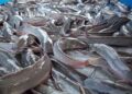 Stakeholders unveil plan to upgrade catfish production