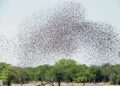 Bagudu assures farmers of support against Quelea birds