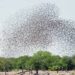 Bagudu assures farmers of support against Quelea birds