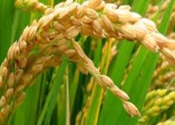 Chinese investors to cultivate 10,000 hectares of rice in Yobe