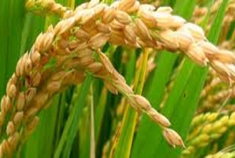 Chinese investors to cultivate 10,000 hectares of rice in Yobe