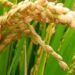 Chinese investors to cultivate 10,000 hectares of rice in Yobe