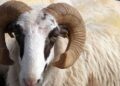 Ram dealers bemoan low patronage as price soared in Benin