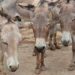 Safeguard N60bn investment in donkey business, Association begs