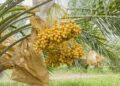 Niger inaugurates planting of 10m economic trees