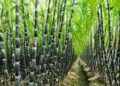 NEPC trains sugarcane farmers on techniques for export through value-chain