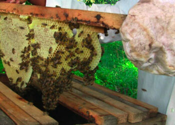 Bee keepers seek investment in honey to boost foreign earnings