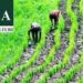 ActionAid, SWOFON call for urgent completion of BOA recapitalisation