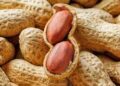 Nigeria plans to increase groundnut production, processing