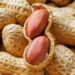 Nigeria plans to increase groundnut production, processing
