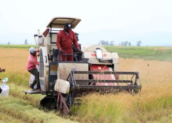 Kenya moves to boost rice production