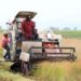 Kenya moves to boost rice production