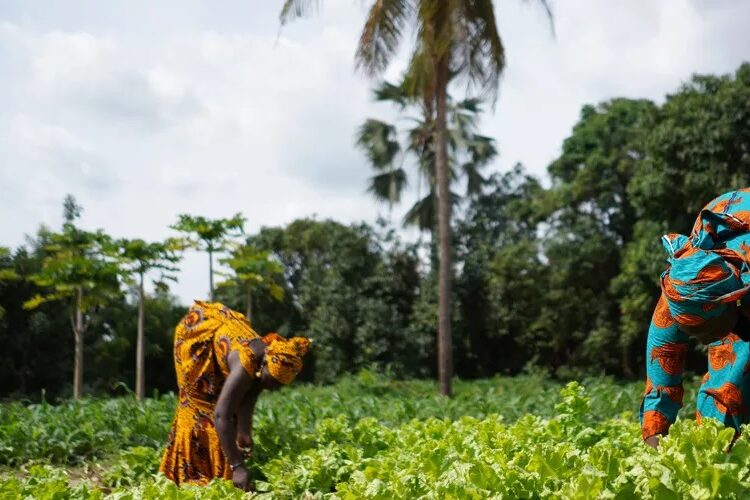 A transformed fertilizer market is needed in response to the food crisis in Africa