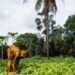 A transformed fertilizer market is needed in response to the food crisis in Africa
