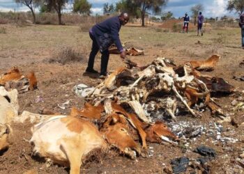 Drought in Horn of Africa drives 22m to hunger