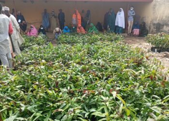 Residents get training on on improved Mango planting