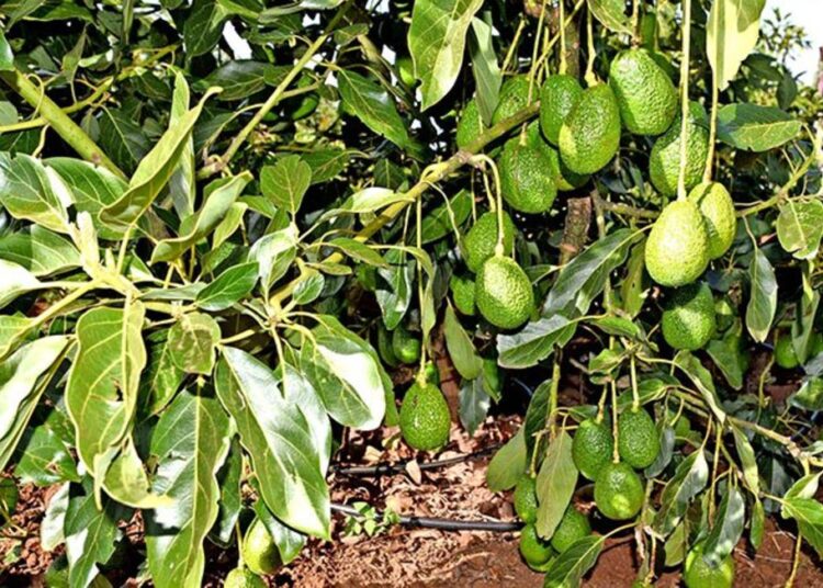Tanzania bans Kenyan firm from buying avocado
