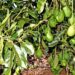 Tanzania bans Kenyan firm from buying avocado