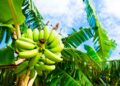 Soil fungus threatens banana growth in Africa