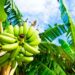 Soil fungus threatens banana growth in Africa