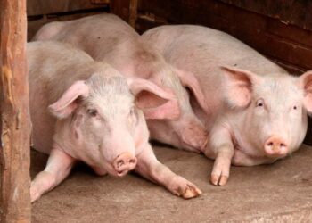 Tanzania imports 52,000 tonnes of pork yearly