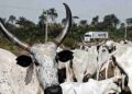 Poor cattle traceability is affecting export opportunities – Butchers