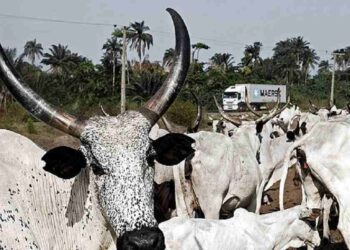 Poor cattle traceability is affecting export opportunities – Butchers