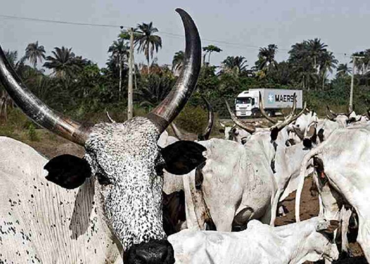 Poor cattle traceability is affecting export opportunities – Butchers