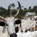 Poor cattle traceability is affecting export opportunities – Butchers