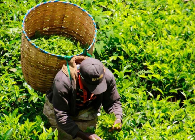 Kenya loses $2m weekly as the tea sector crisis spirals